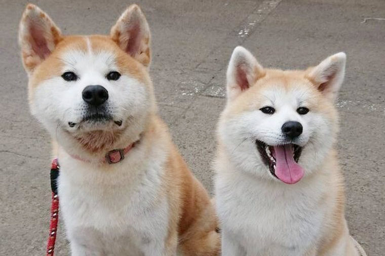 秋田犬「ロイヤルホテル大館」