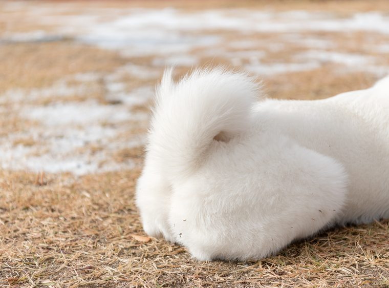 秋田犬は大館市の誇り