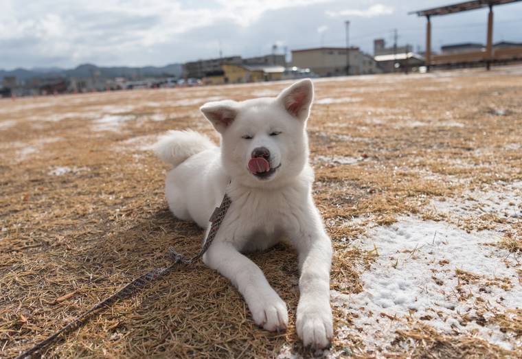 秋田犬は大館市の誇り