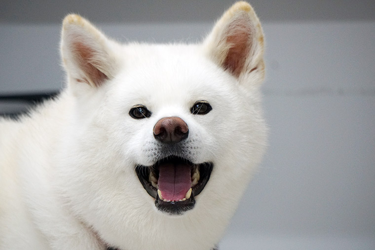 大館市観光交流施設「秋田犬の里(あきたいぬのさと)」おもちちゃん