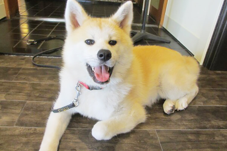 国の天然記念物に指定されている秋田犬