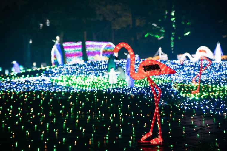 ナイトサファリの動物