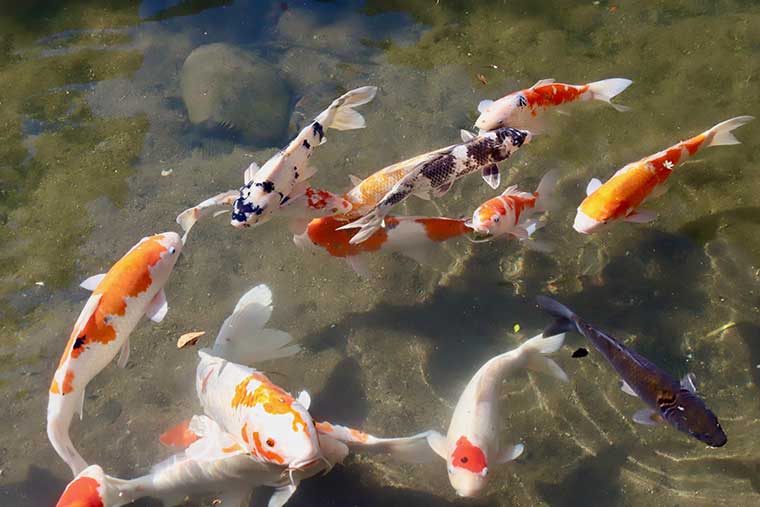 新井旅館　コイ