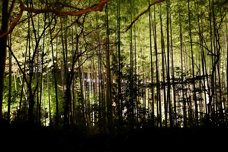 新井旅館　竹林のライトアップ