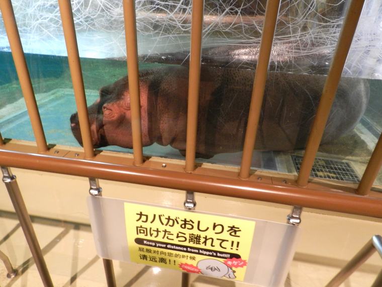 北海道　旭山動物園　ダチョウ・イボイノシシもいる「かば館」