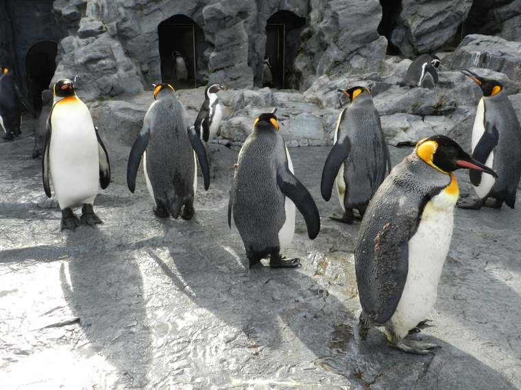 北海道　旭山動物園「ぺんぎん館」