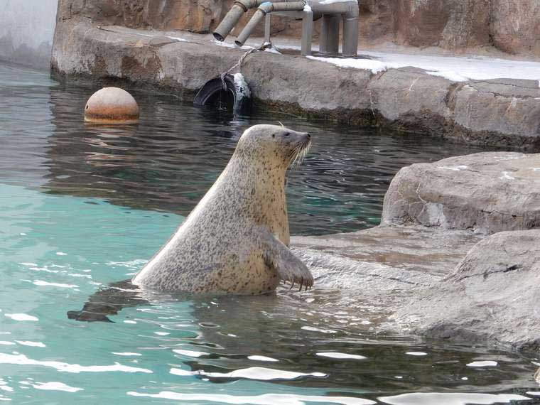 北海道　旭山動物園　「あざらし館」
