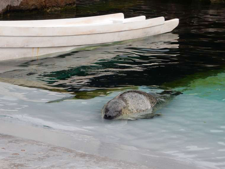 北海道　旭山動物園　「あざらし館」