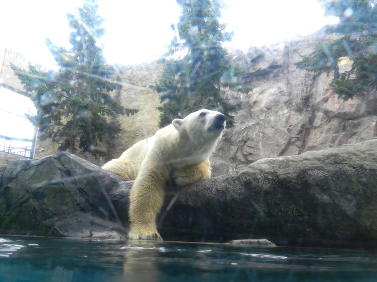 北海道　旭山動物園　ほっきょくぐま館
