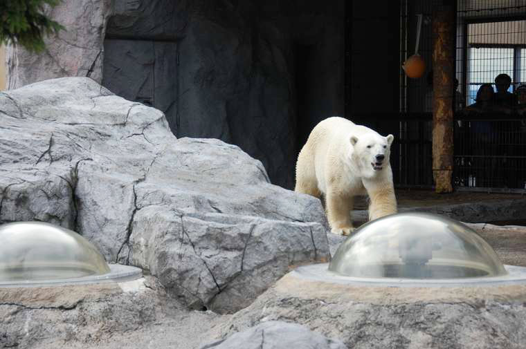 旭川市旭山動物園