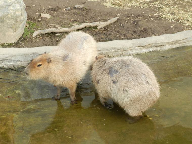 北海道　旭山動物園　「くもざる・かぴばら館」
