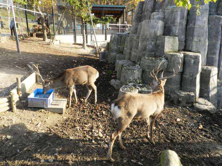 北海道　旭山動物園　穴場見学スポット　エゾシカ