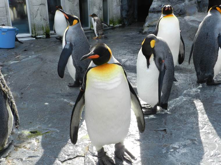 北海道　旭山動物園　ペンギン