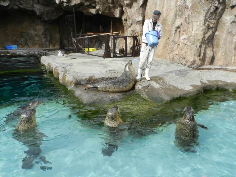 北海道　旭山動物園　あざらしのもぐもぐタイム