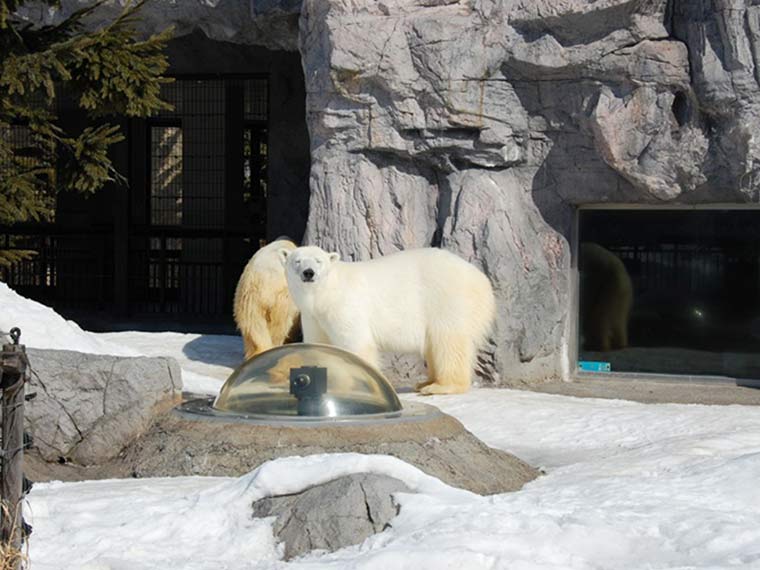 北海道　旭山動物園　ほっきょくぐま館