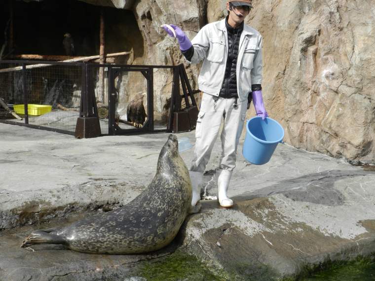 北海道　旭山動物園　あざらしのもぐもぐタイム