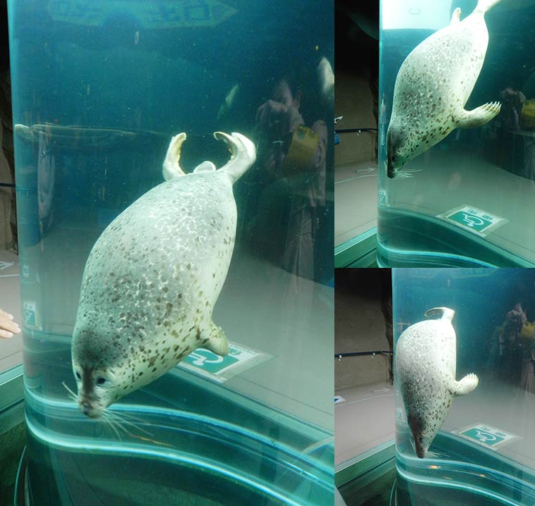 北海道 旭山動物園　行動展示　アザラシ