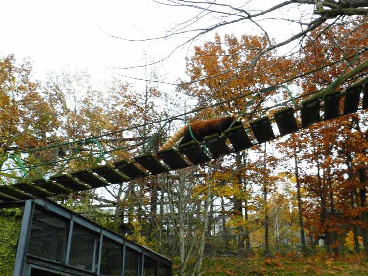 北海道　旭山動物園　行動展示　レッサーパンダ