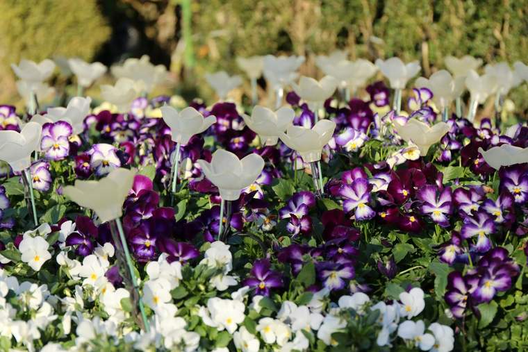 あしかがフラワーパーク