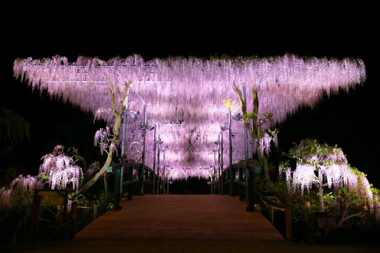 あしかがフラワーパーク　うす紅藤