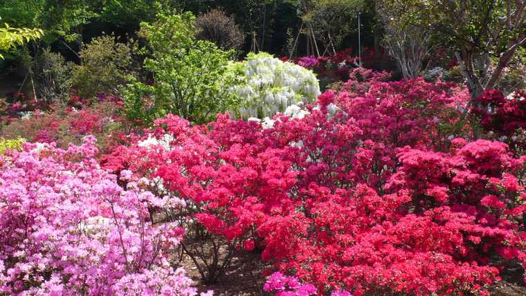 あしかがフラワーパーク　ツツジ