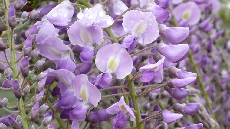 あしかがフラワーパーク