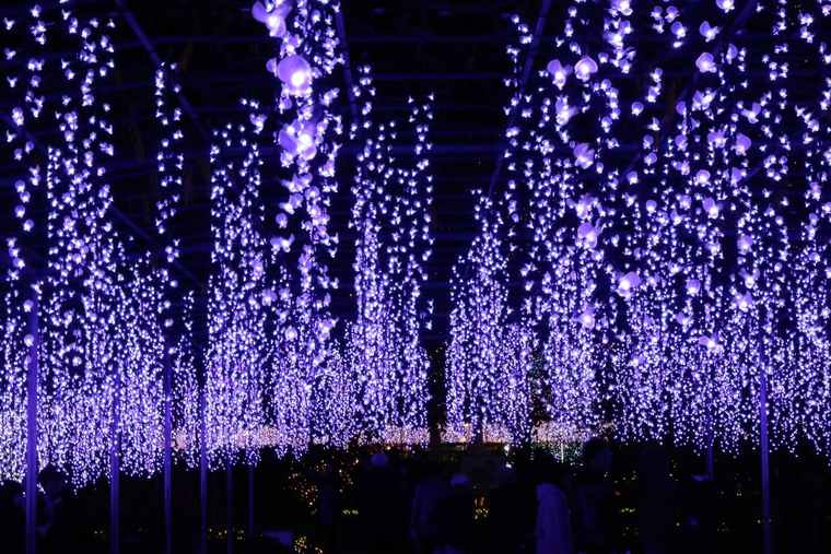 奇蹟の大藤　イルミネーション