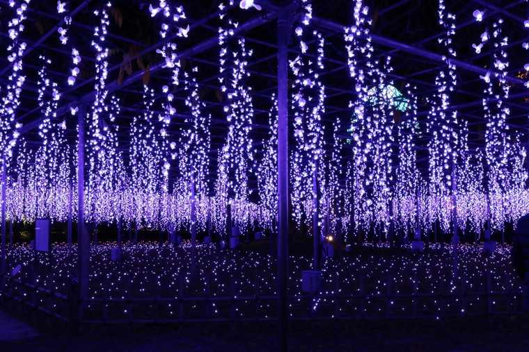 奇蹟の大藤　イルミネーション