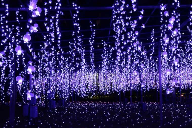 奇蹟の大藤　イルミネーション