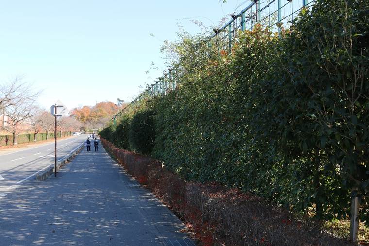 あしかがフラワーパークに至る通路