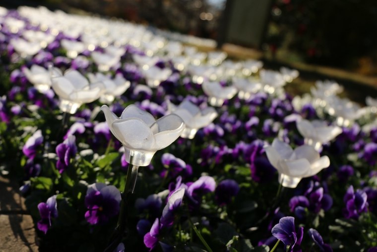 あしかがフラワーパーク