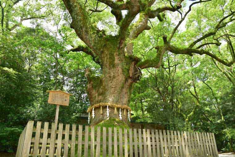 熱田神宮　大楠