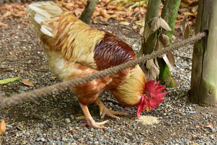 熱田神宮　鶏