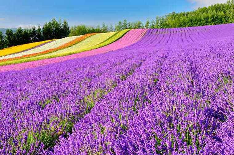 ファーム富田　彩りの畑