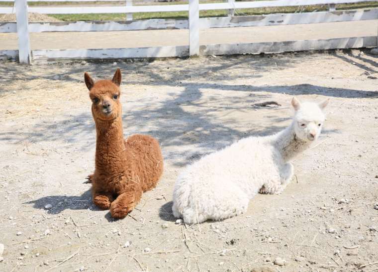 美瑛　四季彩の丘　アルパカ牧場