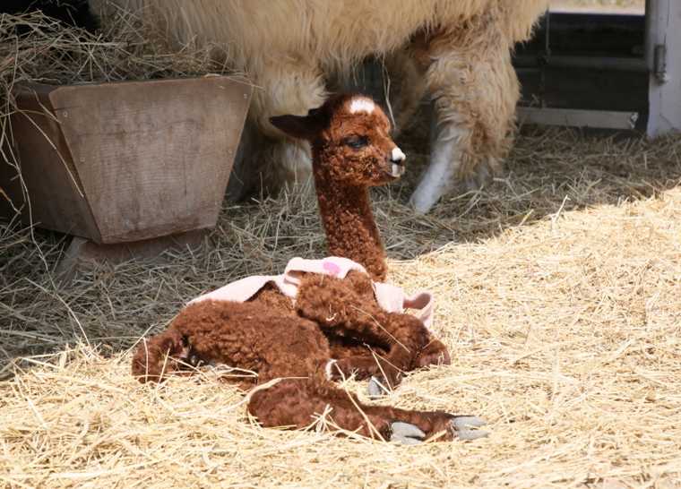 美瑛　四季彩の丘　アルパカ牧場