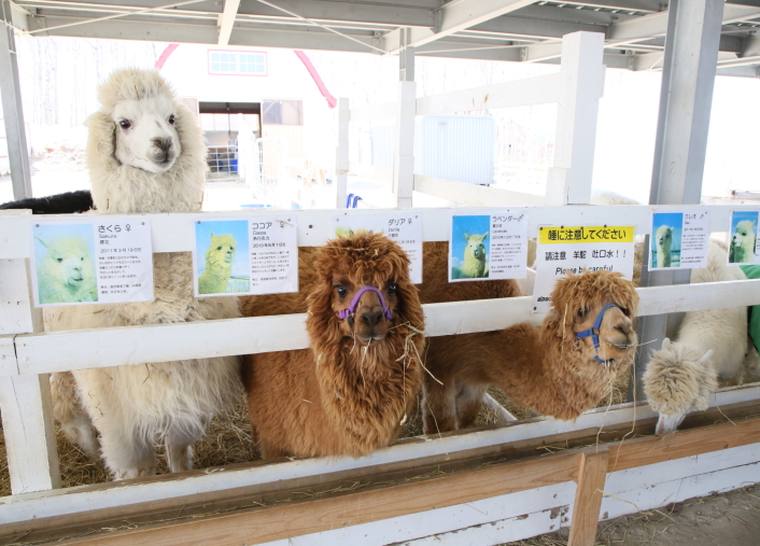 美瑛　四季彩の丘　アルパカ牧場