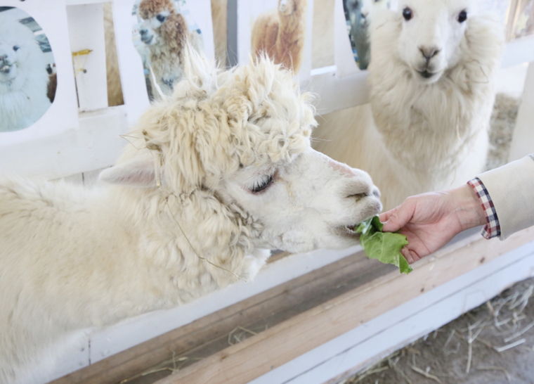 美瑛　四季彩の丘　アルパカ牧場