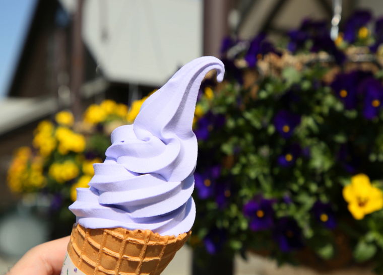 ファーム富田　ラベンダーソフトクリーム