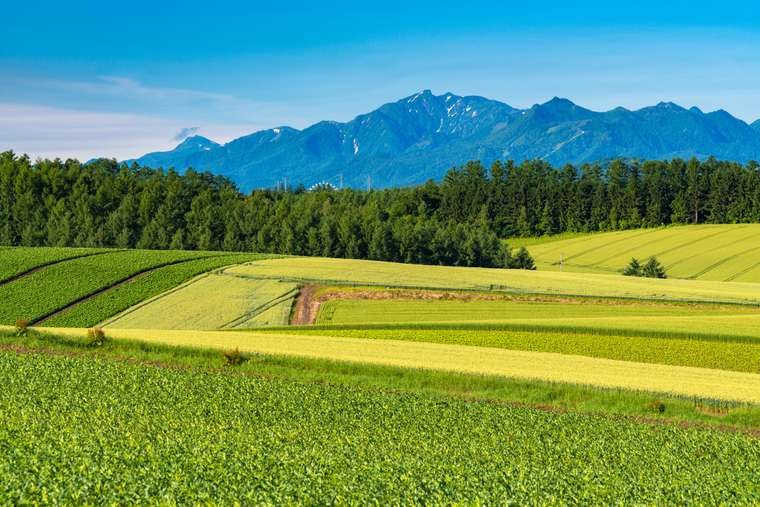 美瑛　パッチワークの路