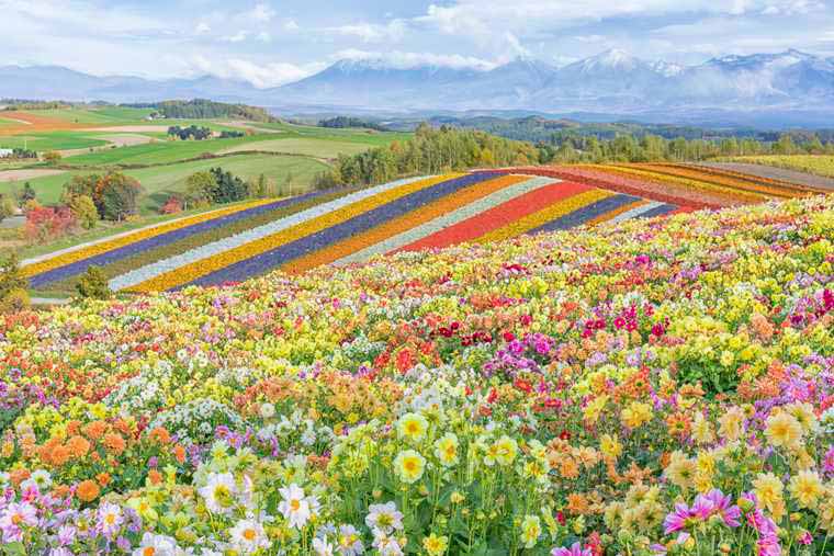 美瑛　四季彩の丘