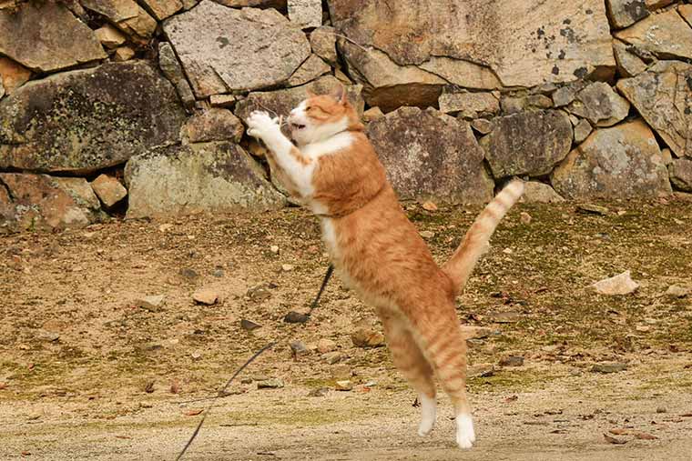 猫城主さんじゅーろー