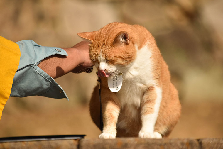 さんじゅーろーは谷三十郎の生まれ変わり?