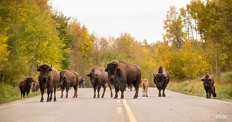 野生動物ウォッチング