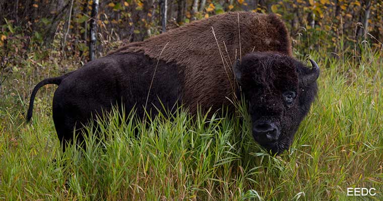 野生動物ウォッチング
