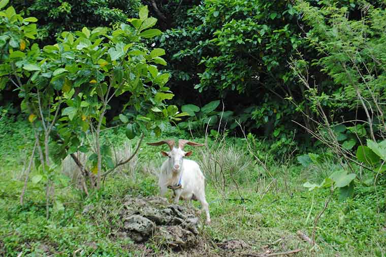 シリーズ「がん患者さんが見つけた旅の喜び」　西表島