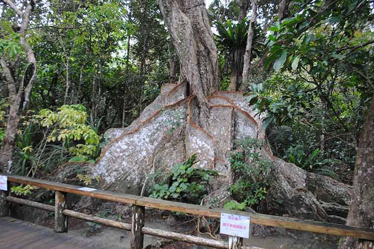シリーズ「がん患者さんが見つけた旅の喜び」　西表島