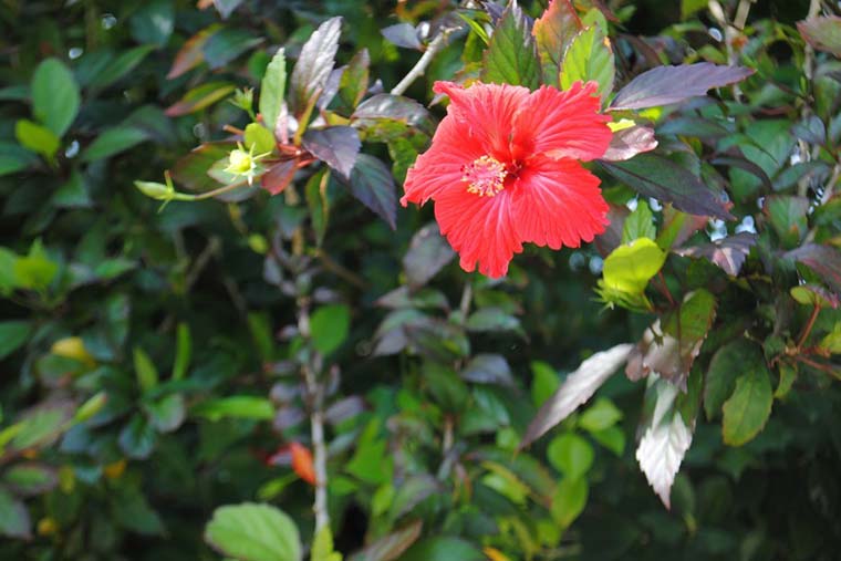 シリーズ「がん患者さんが見つけた旅の喜び」