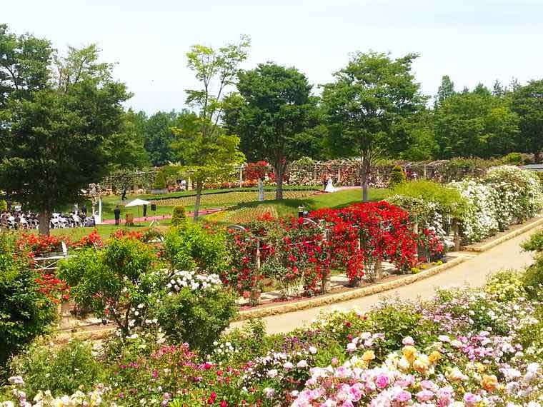 ハイジの村 バラの回廊