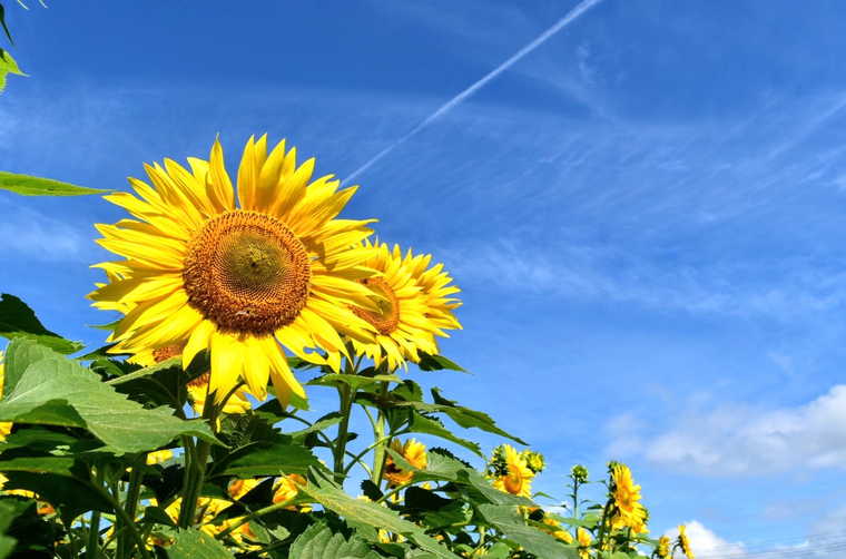 ハイジの村 ひまわり